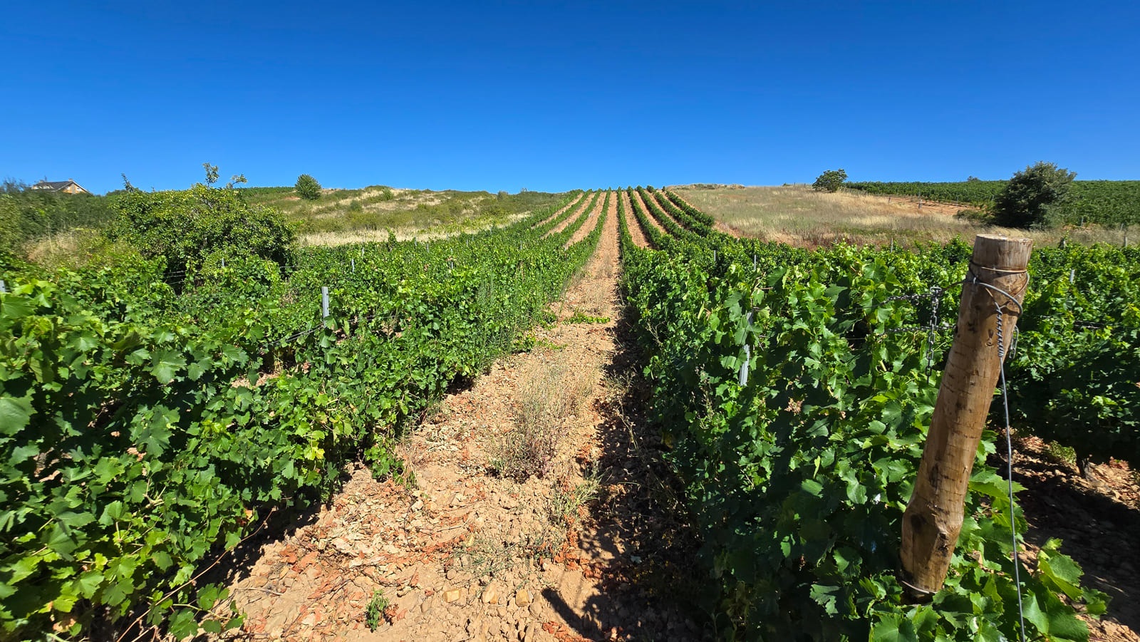 Imagen del viñedo